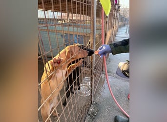 Charmante MIRA sucht liebevolles Für-Immer-Zuhause