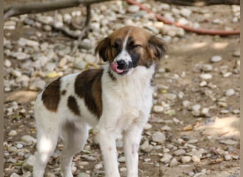 wunderhübscher WILHELM braucht DICH zum "Weiterwachsen"