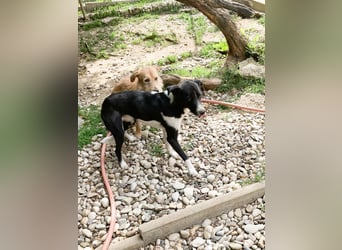 Hübsche Chantal sucht ein ruhiges und sehr geduldiges Zuhause