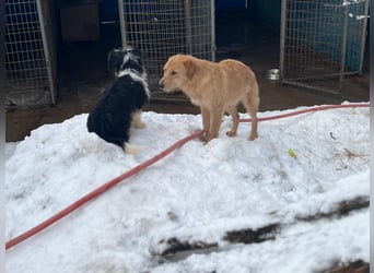 Zuckersüßer DARCY - manchmal etwas zurückhaltend aber doch neugierig