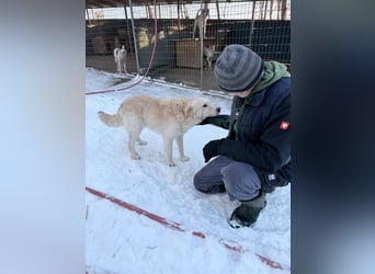 Kuschelhund MAXIM will endlich seine eigenen Menschen finden - vielleicht dich?
