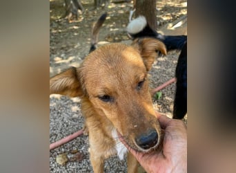 Aufgepasst - hier ist der charmante Traumhund ALAN