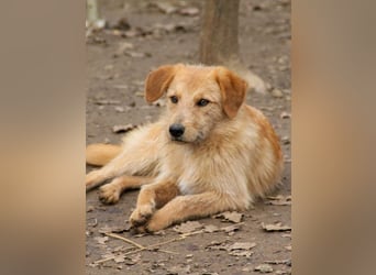 Zuckersüßer DARCY - manchmal etwas zurückhaltend aber doch neugierig