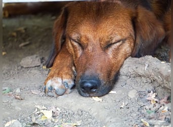 Zauberhafter DARIO - Herzenshund, Knutschkugel und Zuckerbub