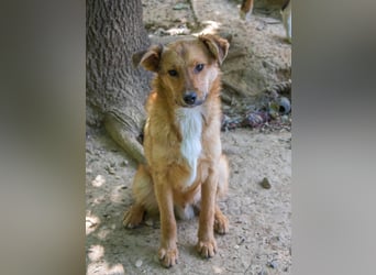 Aufgepasst - hier ist der charmante Traumhund ALAN