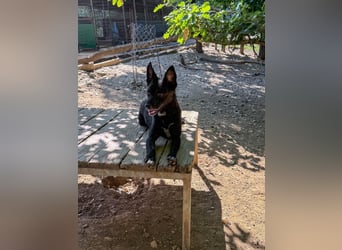 Niedliche BILLIE könnte dein Herzenshund werden