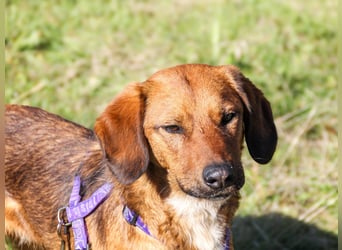 Zauberhafter DARIO - Herzenshund, Knutschkugel und Zuckerbub