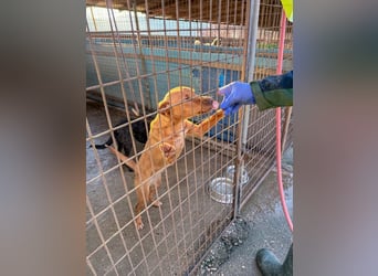 Charmante MIRA sucht liebevolles Für-Immer-Zuhause