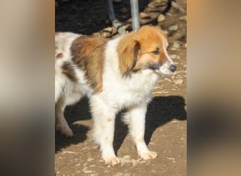 wunderhübscher WILHELM braucht DICH zum "Weiterwachsen"