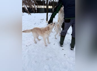 Süßer MAXIM träumt vom großen Glück