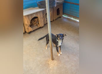 Traumhündin ALANIS mit dem Potential zum Herzenshund