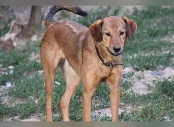 OSCAR er hat nur einen Wunsch - eigene Herzensmenschen !