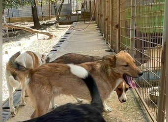 Aufgepasst - hier ist der charmante Traumhund ALAN