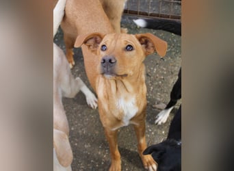 Charmante MIRA sucht liebevolles Für-Immer-Zuhause