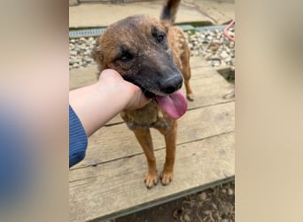 lustige NISHA wartet in 91052 Erlangen auf Dich 