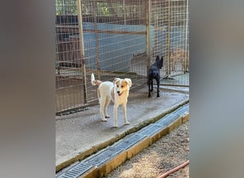 Halli-Hallo, ich bin der zuckersüße ANTONIO und suche ein liebevolles Zuhause