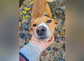 Freundlicher BARK möchte dich um seine hübschen Pfoten wickeln