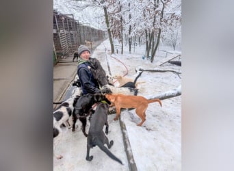 Charmante MIRA sucht liebevolles Für-Immer-Zuhause