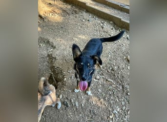 Traumhündin ALANIS mit dem Potential zum Herzenshund