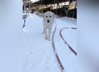 Süßer MAXIM träumt vom großen Glück