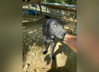 Zauberhafte BILLIE - sanfte Hündin mit einem großen Herz