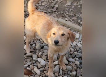 Zuckersüßer DARCY - manchmal etwas zurückhaltend aber doch neugierig