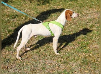 Schlappohr FICO sucht Familie zum Kuscheln