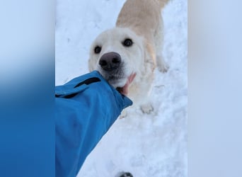 Süßer MAXIM träumt vom großen Glück