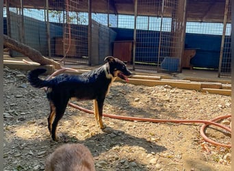Traumhündin ALANIS mit dem Potential zum Herzenshund