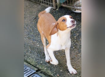 ich bin PERDITA -  schlau und suche meine Kuschelmenschen