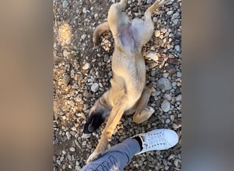Kuschelmaus JOSEPHINE will endlich von ihren Menschen entdeckt werden