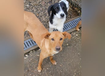 Charmante MIRA sucht liebevolles Für-Immer-Zuhause