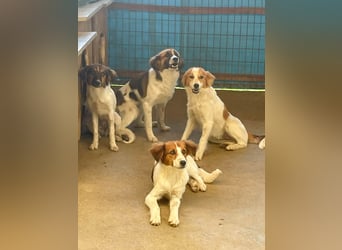 WILHELM - quirlig, lebensfroh sucht Familie zum liebhaben !