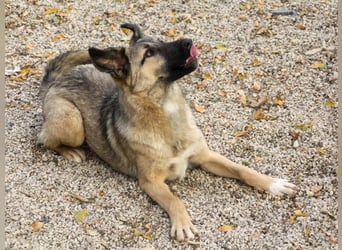 Kuschelmaus JOSEPHINE will endlich von ihren Menschen entdeckt werden