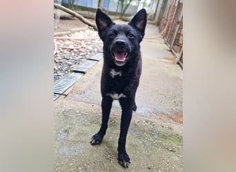 Niedliche BILLIE könnte dein Herzenshund werden