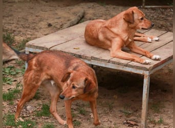 OSCAR er hat nur einen Wunsch - eigene Herzensmenschen !