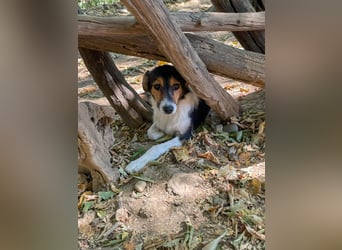 Wunderschöne ANNA - verspielt, neugierig und zuckersüß