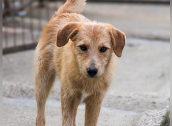 Zuckersüßer DARCY - manchmal etwas zurückhaltend aber doch neugierig