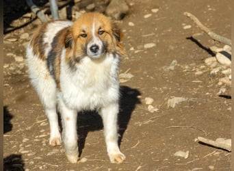 wunderhübscher WILHELM braucht DICH zum "Weiterwachsen"