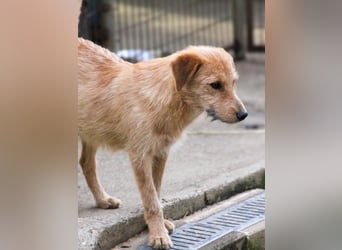 Zuckersüßer DARCY - manchmal etwas zurückhaltend aber doch neugierig