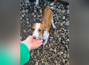 ich bin PERDITA -  schlau und suche meine Kuschelmenschen