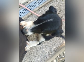 Schlau und neugierig - Traumhündin ENI wartet auf Post von dir
