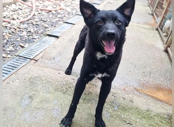 Niedliche BILLIE könnte dein Herzenshund werden