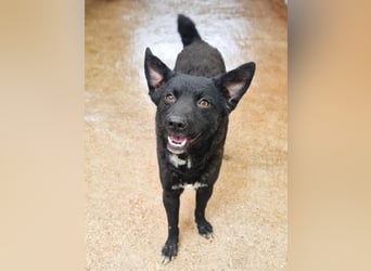 Niedliche BILLIE könnte dein Herzenshund werden