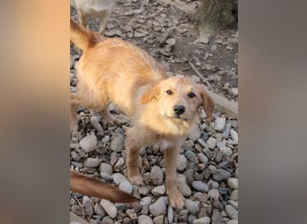 Zuckersüßer DARCY - manchmal etwas zurückhaltend aber doch neugierig