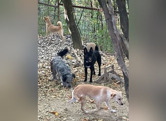 Zauberhafte BILLIE - sanfte Hündin mit einem großen Herz