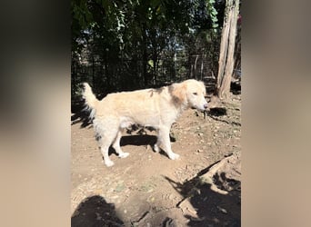 Kuschelhund MAXIM will endlich seine eigenen Menschen finden - vielleicht dich?