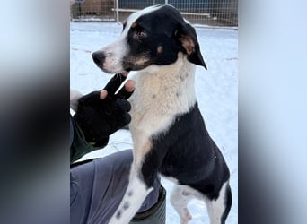 Lebensfroher AURELIO bezaubert durch seine fröhliche und liebe Art