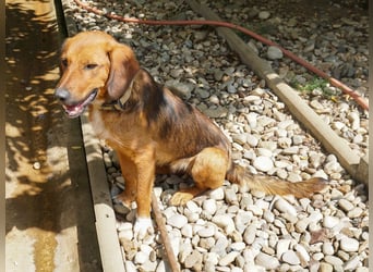 Zauberhafter DARIO - Herzenshund, Knutschkugel und Zuckerbub