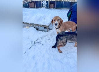 Freundlicher BARK möchte dich um seine hübschen Pfoten wickeln